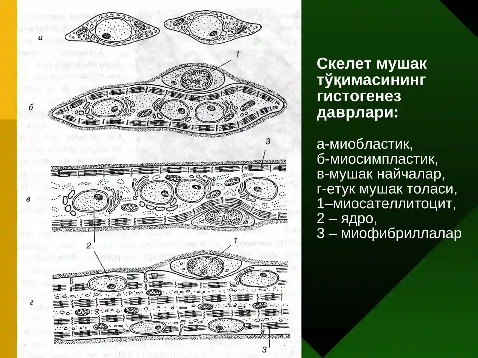 МУШАКВА НЕРВТЎҚИМАСИ 3