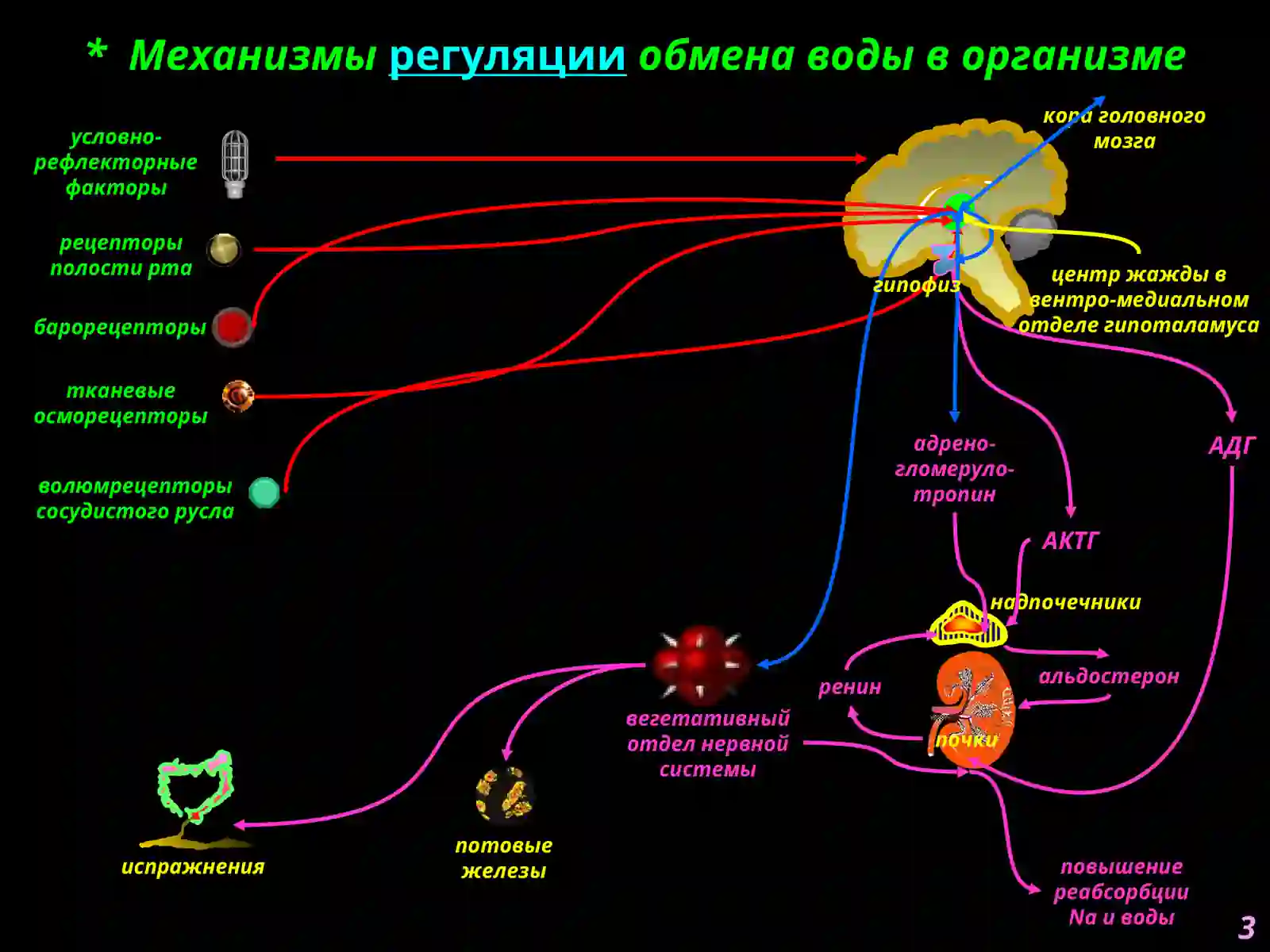Нарушения обмена воды 3
