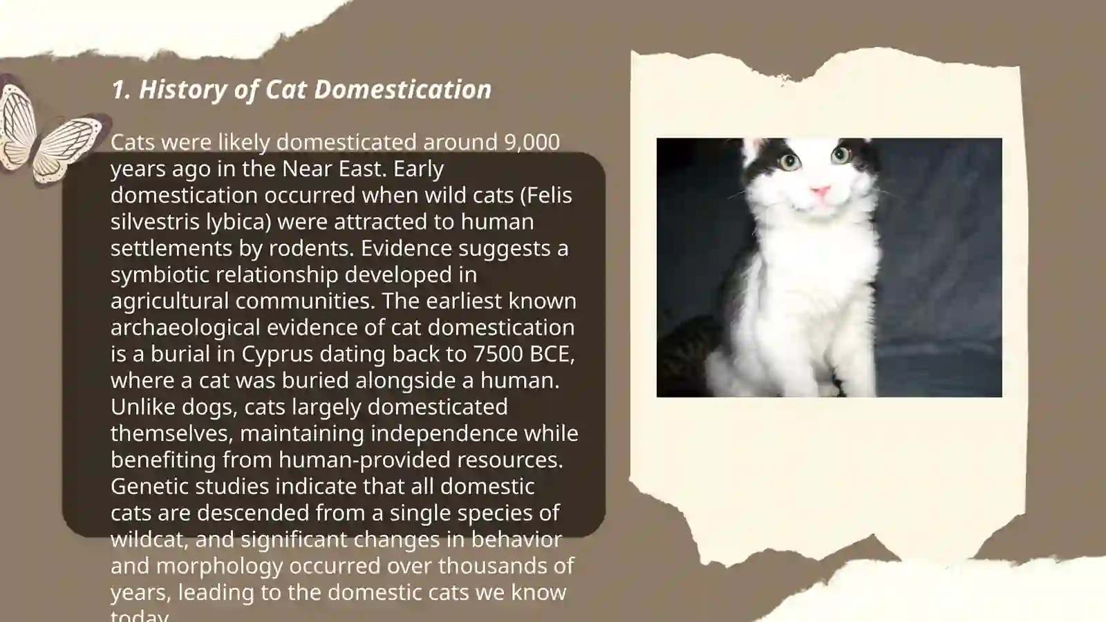 About cats 3