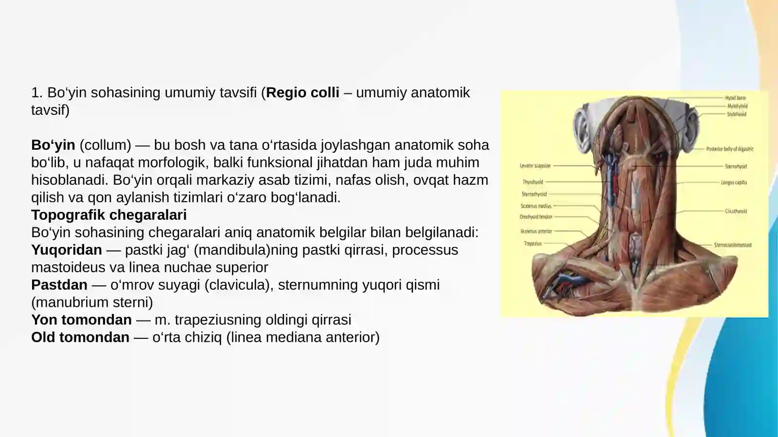 BOYIN AZOLARINING KLINIK ANATOMIYASI 3