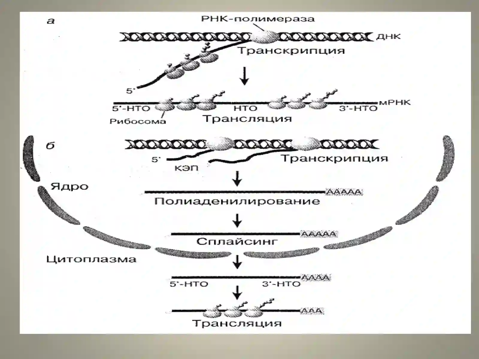Оқсиллар биосинтези 3