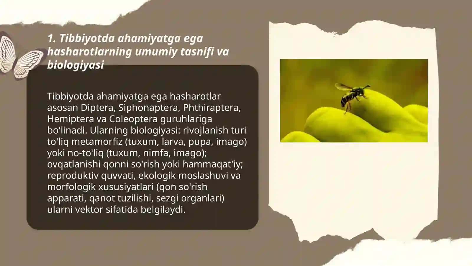 Tibbiyotda ahamiyatga ega hasharotlar 3