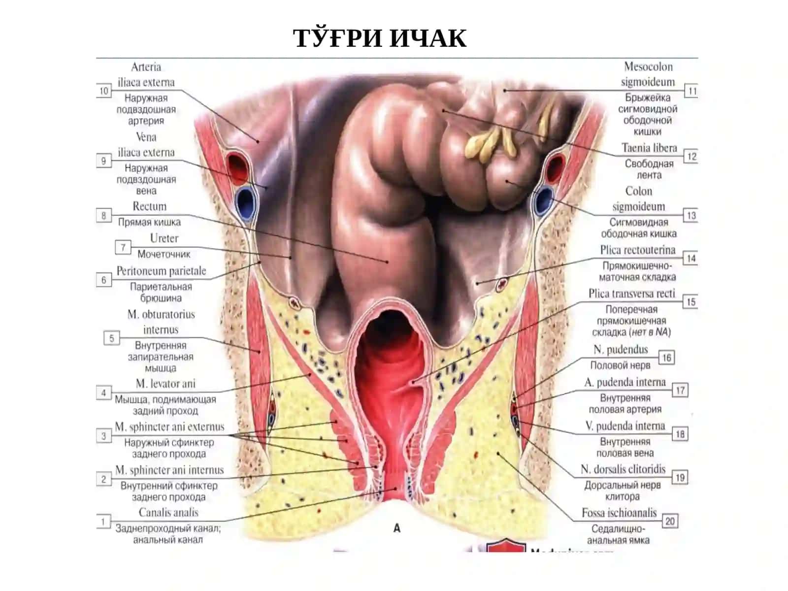 ТЎҒРИ ИЧАК РАКИ 3