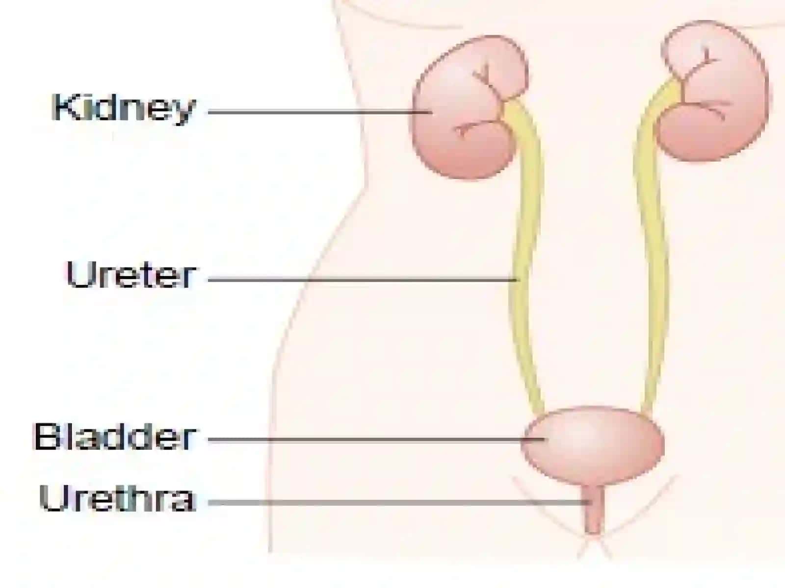 The urinary system 3