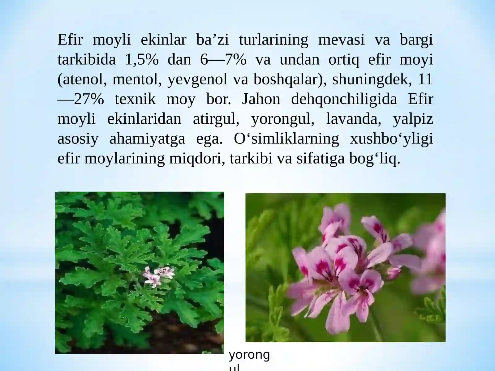 Efir Moyi 3