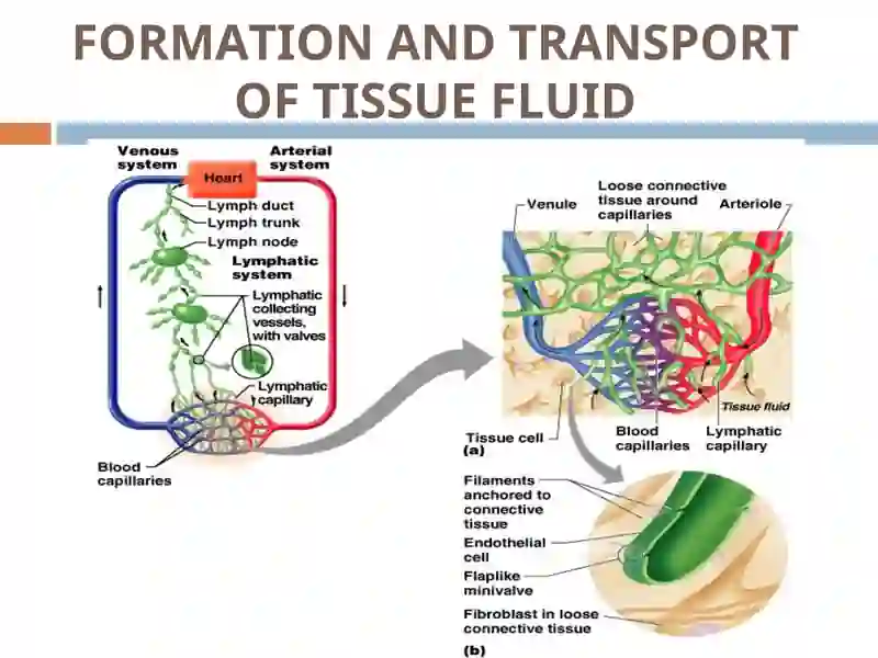 LYMPHATIC SYSTEM 3