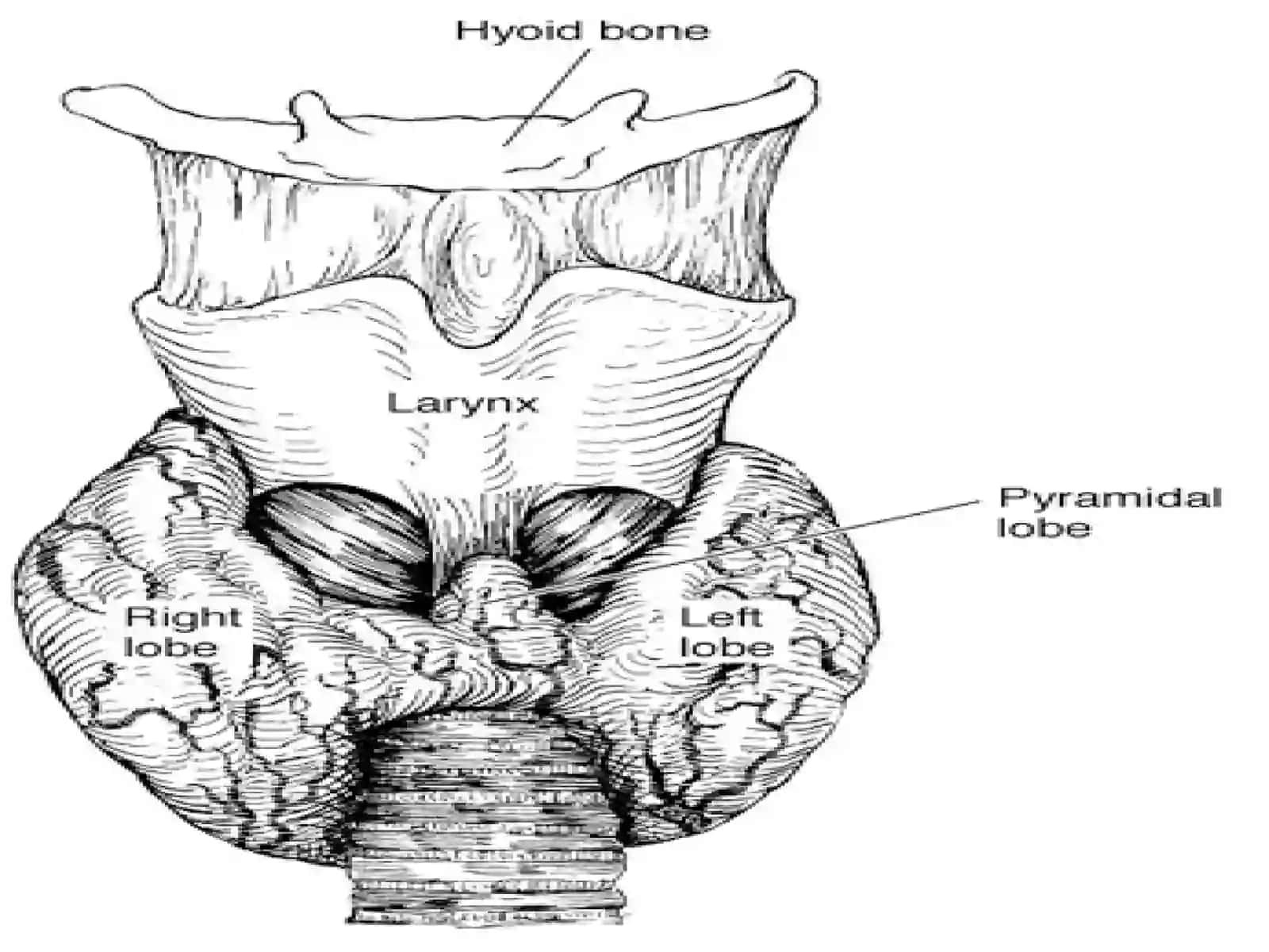 Tiroit bezlari Throid gland 3