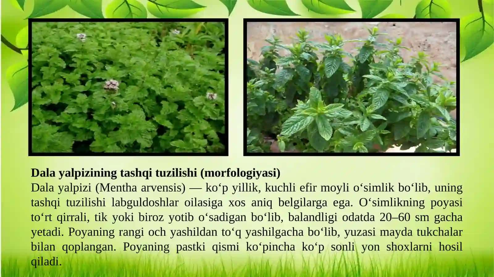 Dala yalpizi-Mentha arvensis L. oʻsimligini yetishtirish texnologiyasi 3