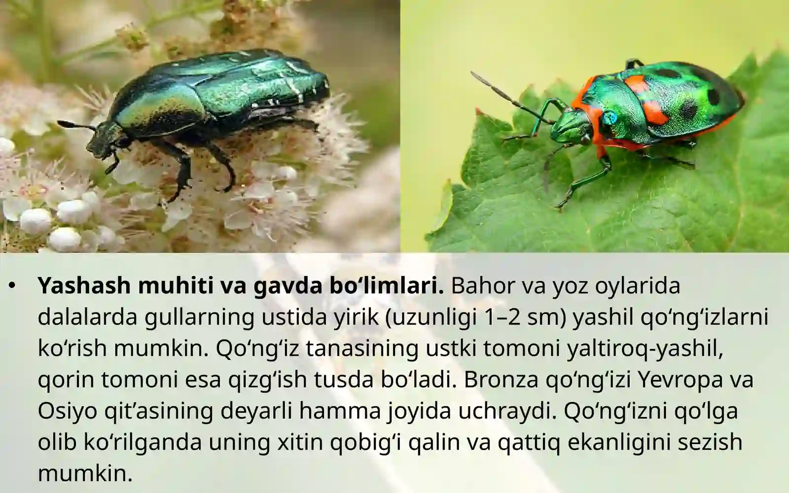 7-sinf Zoologiya 'Yashil bronza qo'ng'izining tashqi tuzilishi' ko'rgazma 3