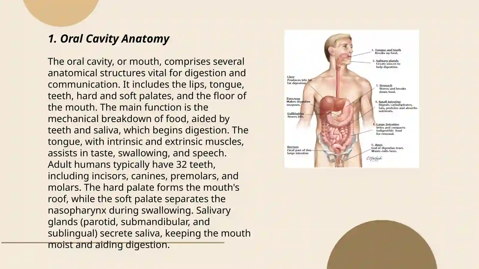 Anatomy of digestive system 3