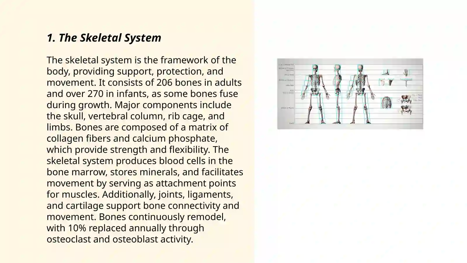 Presentation: Human body 3