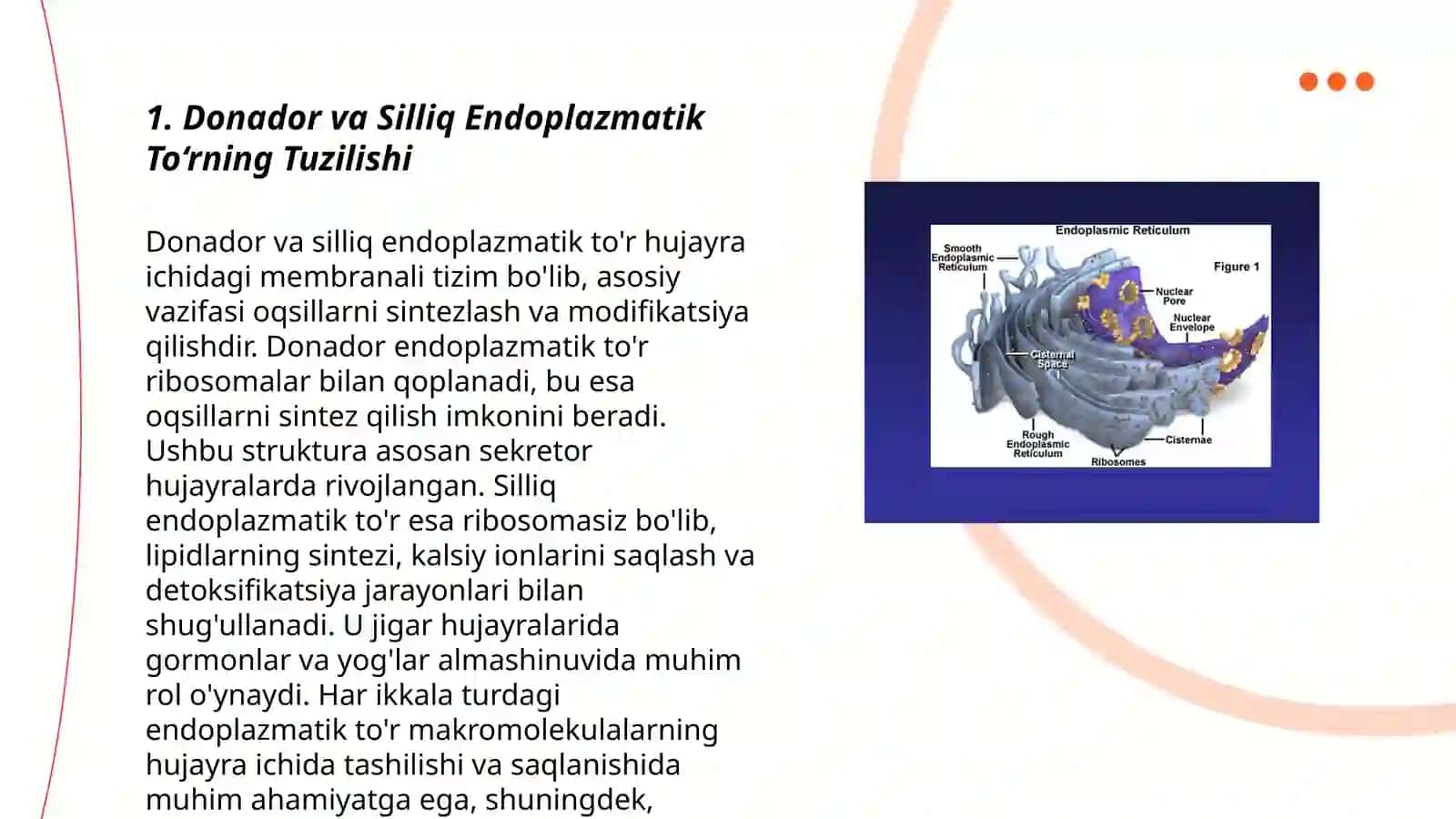 Donador va Silliq Endoplazmatik To'rning Tuzilishi 3