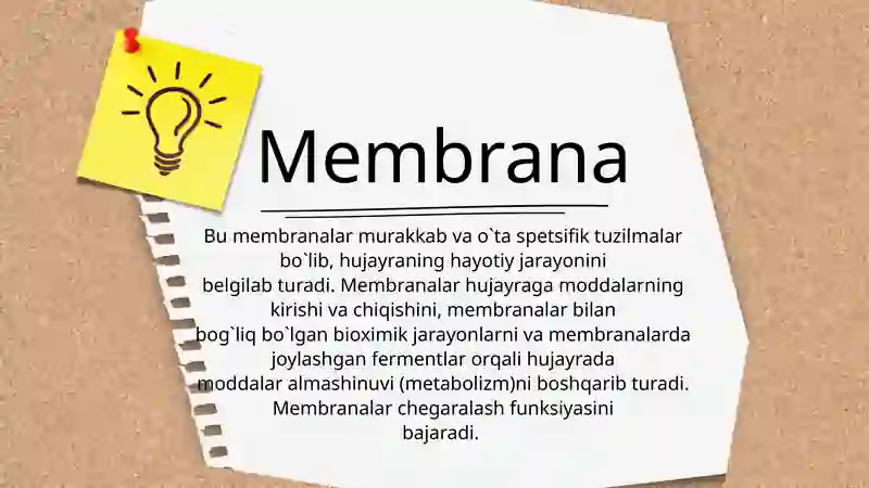 MEMBRANA 3