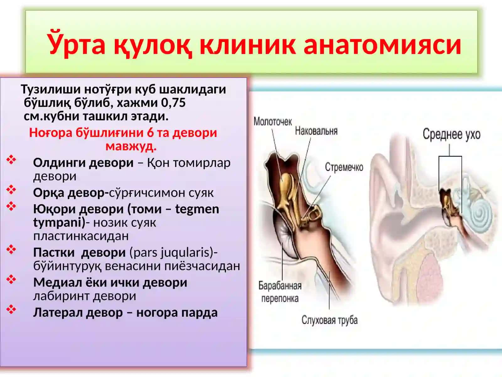 ҚУЛОҚНИКЛИНИК АНАТОМИЯСИ.ҚУЛОҚНИУТКИР ВА СУРУНКАЛИ КАСАЛЛИКЛАРИ 3