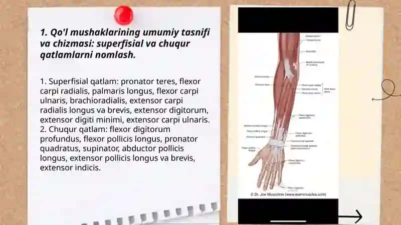 Qo'l mushaklarining anatomik nomlari va rasmini chizib aytibberish 3