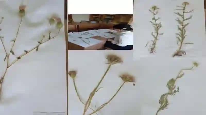 Qoqioʻtdoshlar (Asteraceae) 3