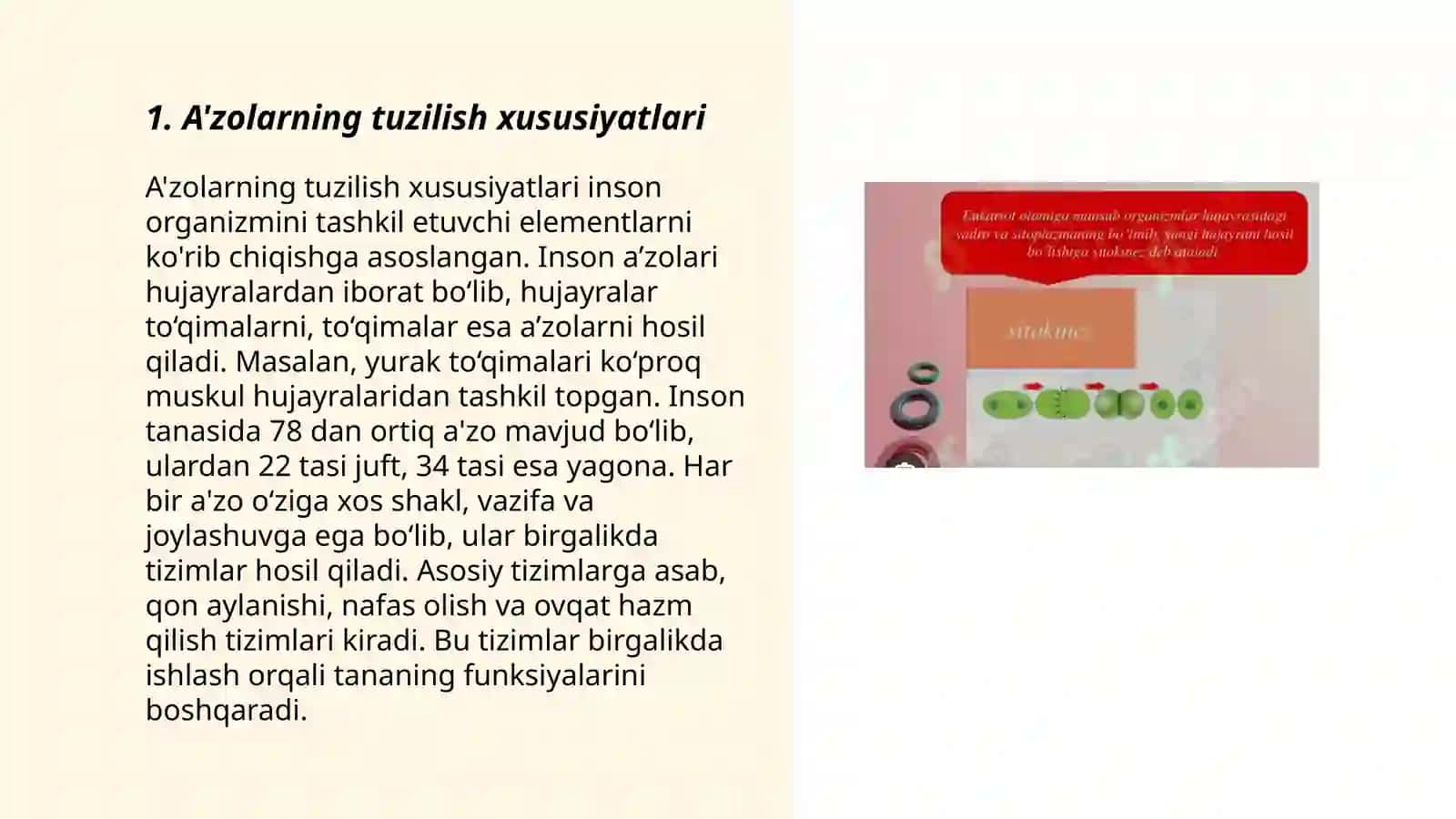 Vaqtincha a'zolarning tuzulishi va mohiyati 3