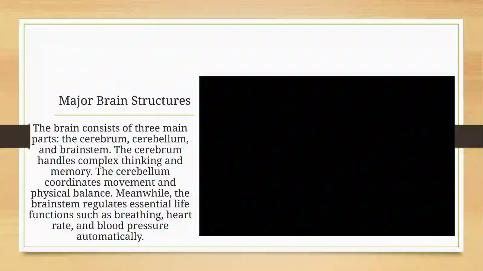The Human Brain: An Overview 3