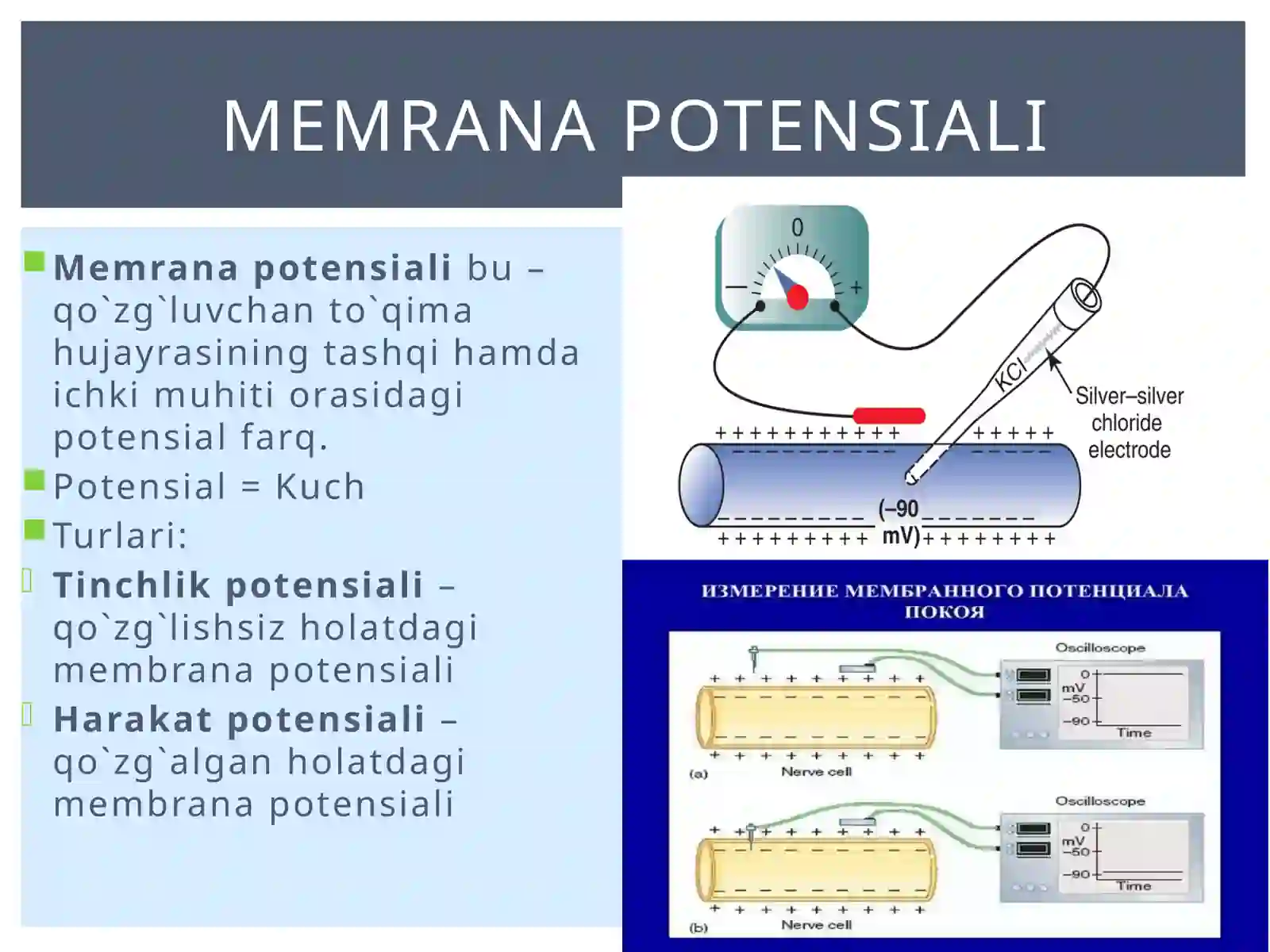 Membrana potensiallari 3