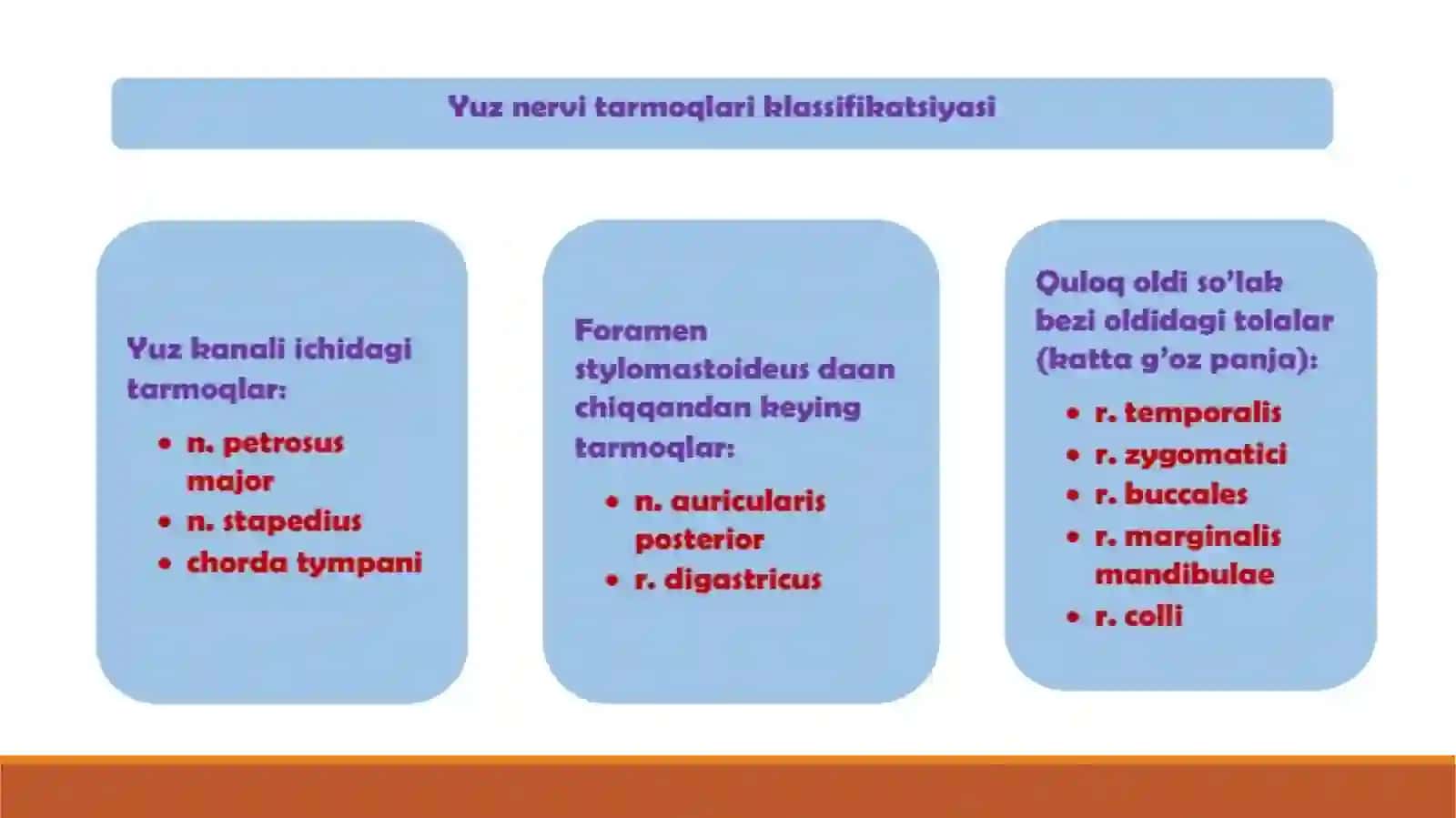Yuznervi anatomiyasi va kasalliklari 3