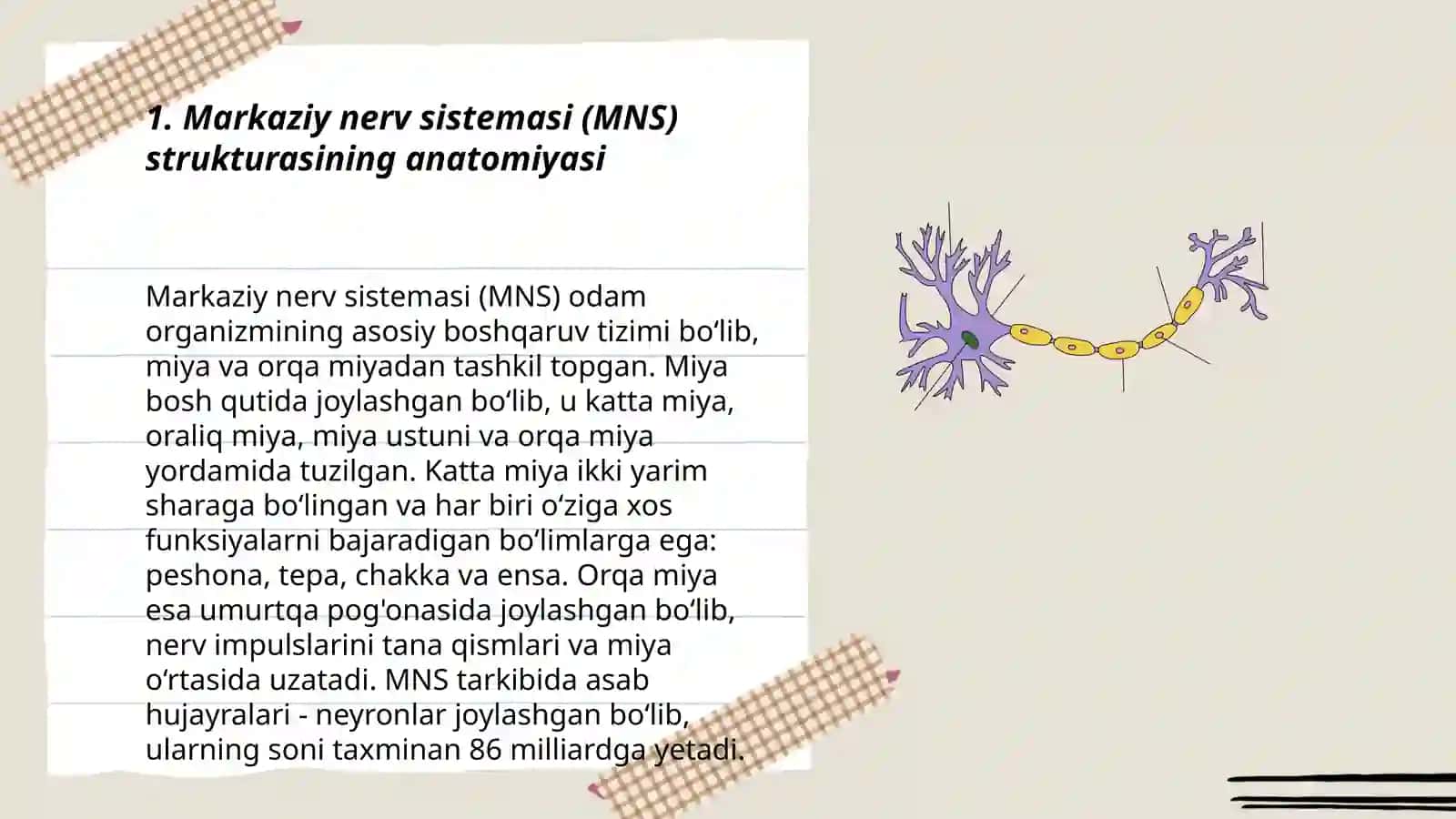 Nerv sistemasining tuzulishi.Markaziy nerv aistemasi 3