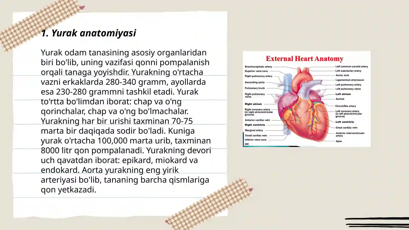 Cardiovascular system 3