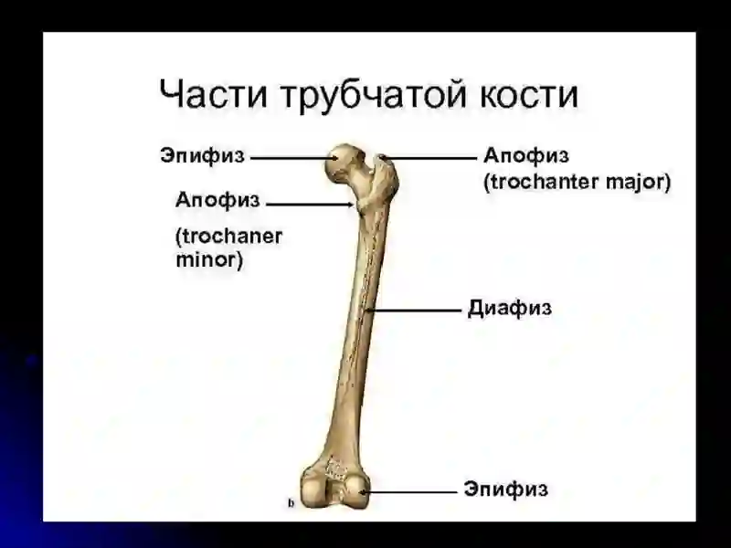 Таянч-харакат тизими касалликлари нур ташхиси 3