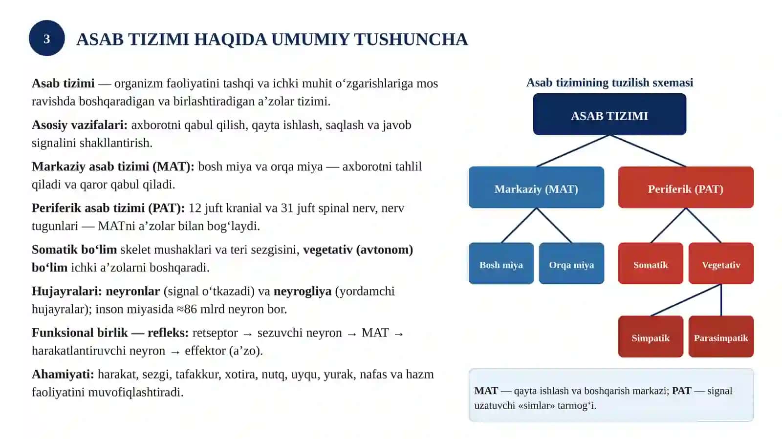 ASAB TIZIMI VA UNING INSON ORGANIZMIDAGI AHAMIYATI 3