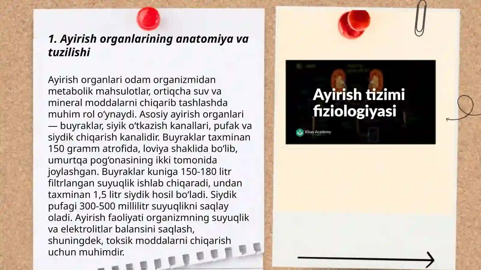 Ayirish organlarining fiziologiyasi 3