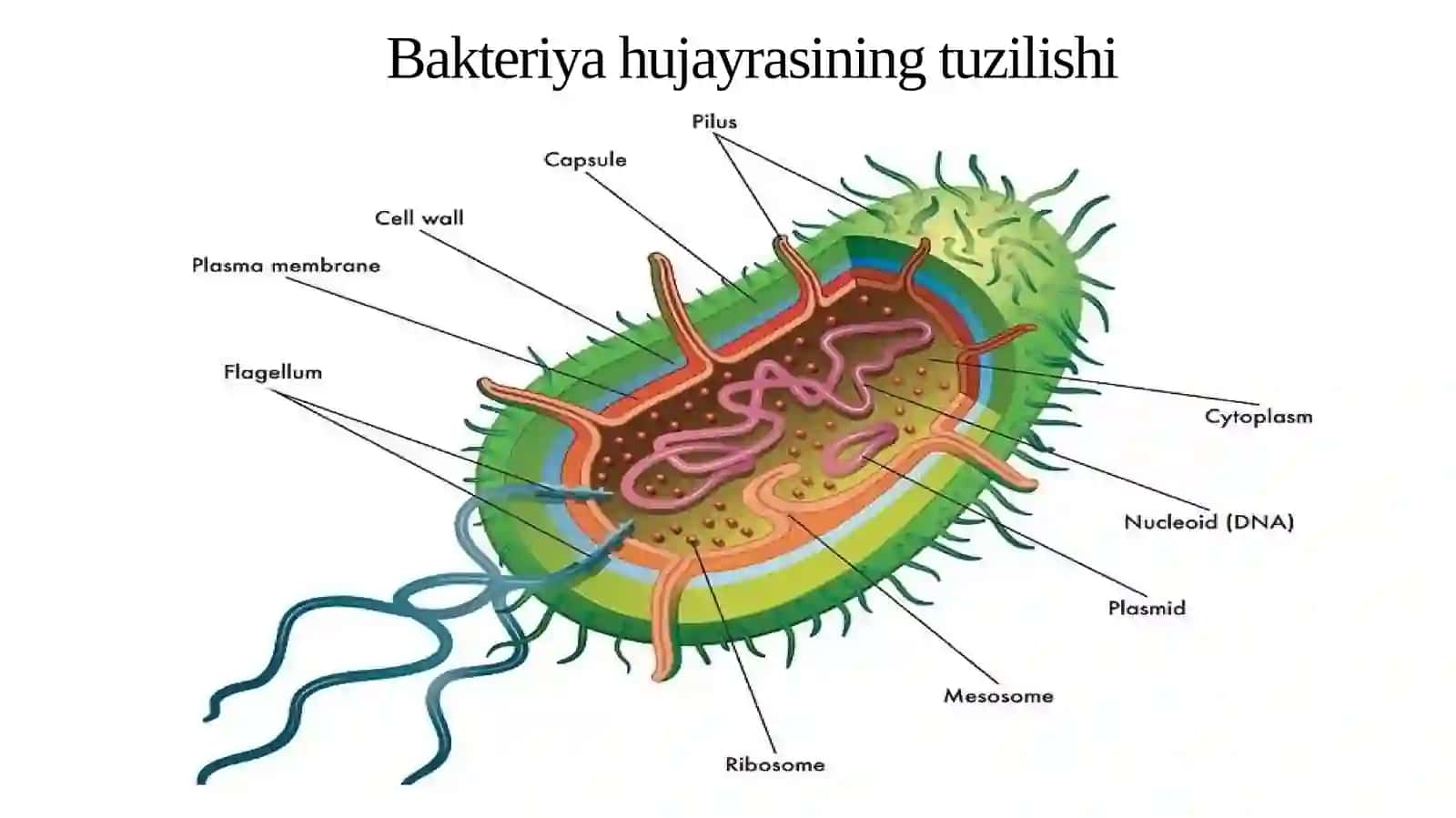 Bakteriya hujayrasi kimyoviy tarkibi 3