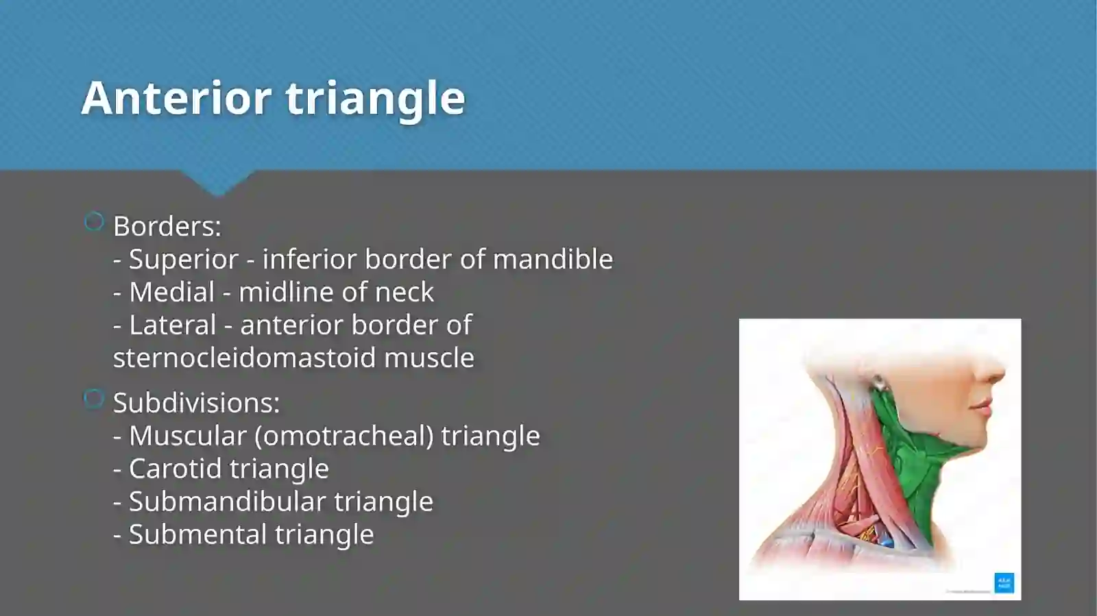 Triangles of neck anatomy 3