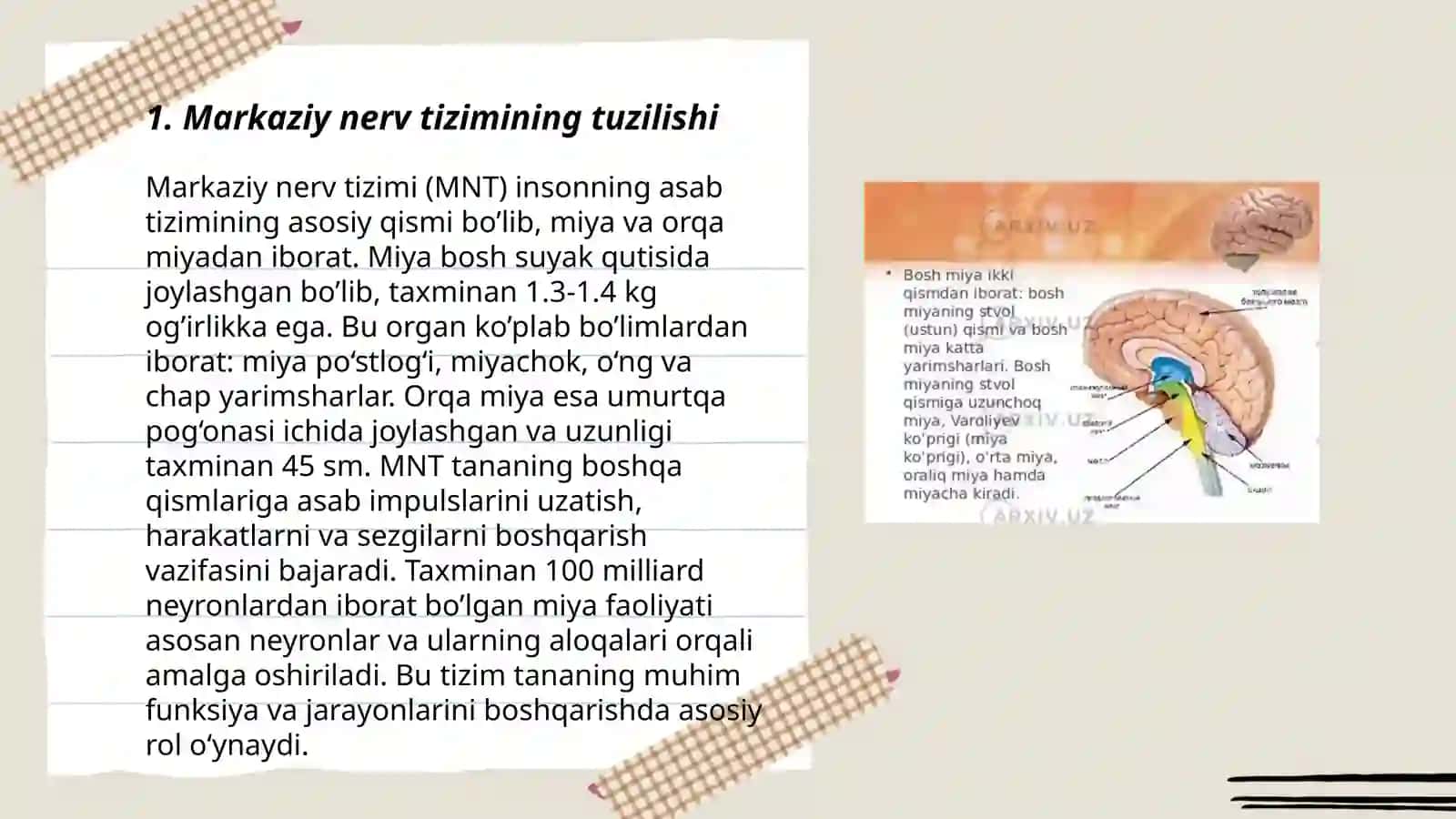 Markaziy nerv tizimining tuzilishi 3
