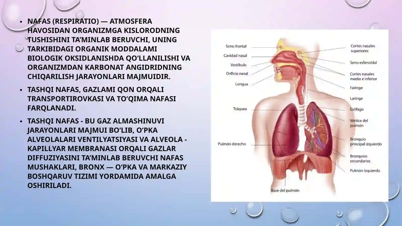 Nafas a’zolari kasalliklari bilan bemorlarni tekshirish usullari. Nafas a’zolari kasalliklari bilan bemorlarni so‘rab-surishtirish. Ko‘krak qafasini ko‘zdan kechirish.  Ko‘krak qafasi palpatsiyasi. 3