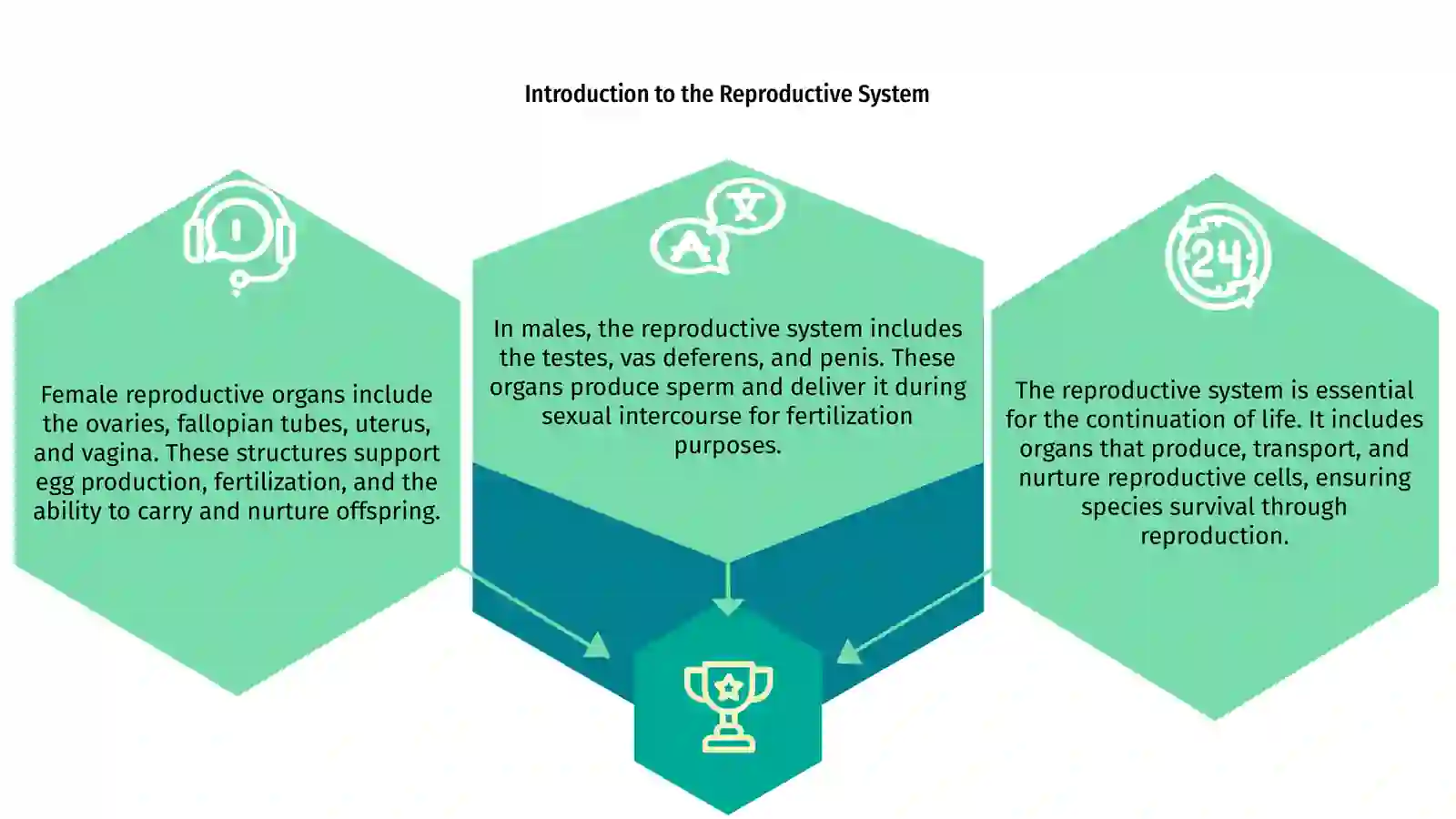 Reproductive System Overview 3