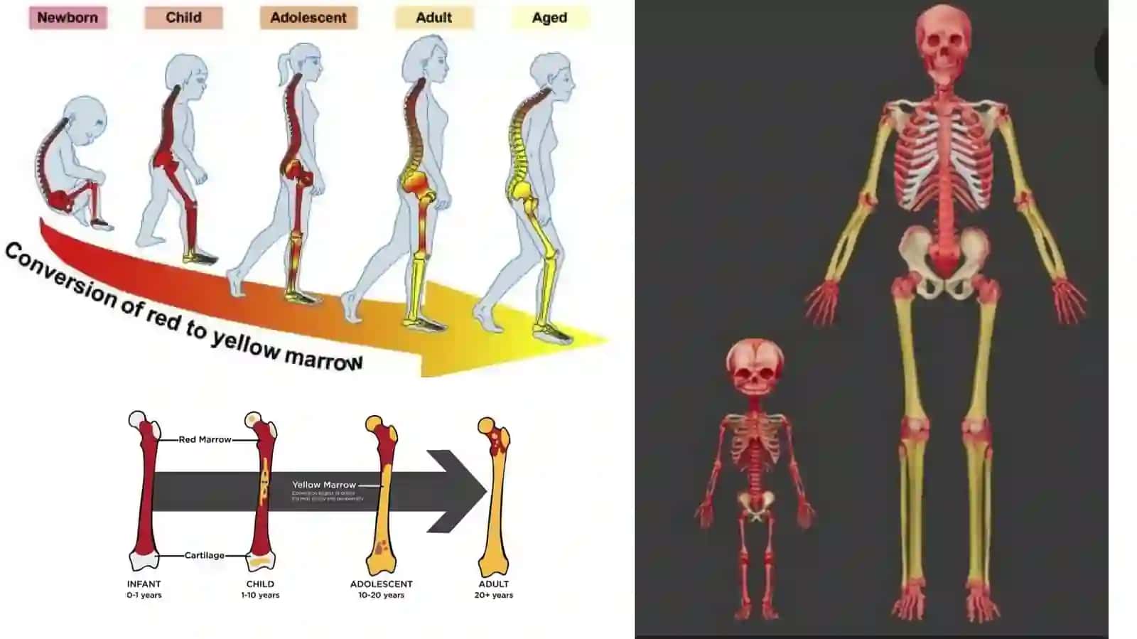 Suyakilik taraqqiyoti, tuzilishi va vazifasi 3