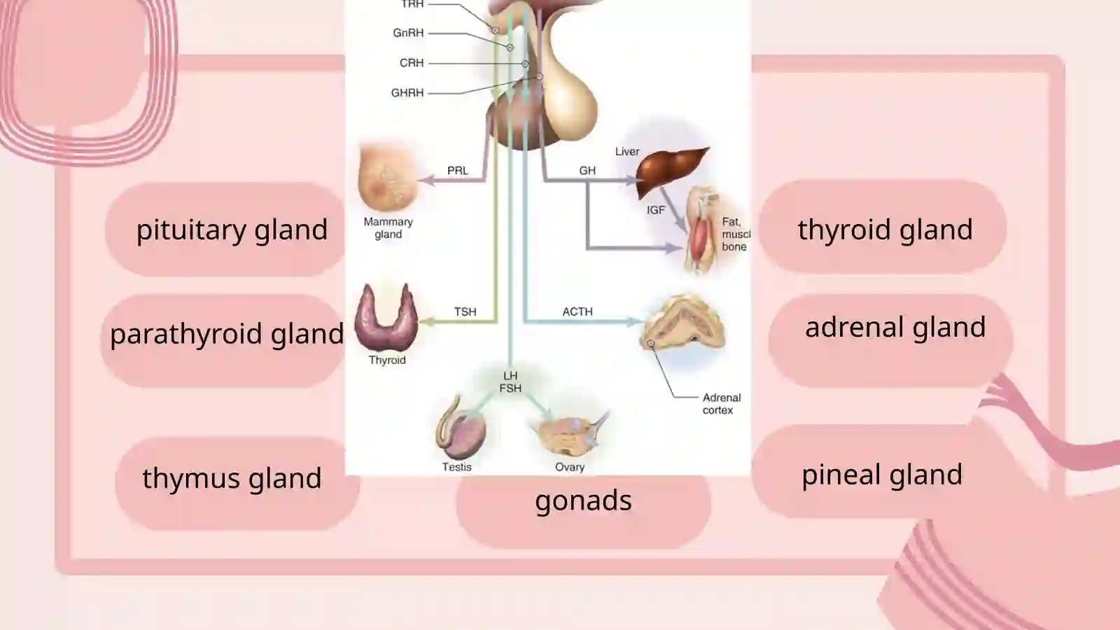 ENDOCRINE SYSTEM 3