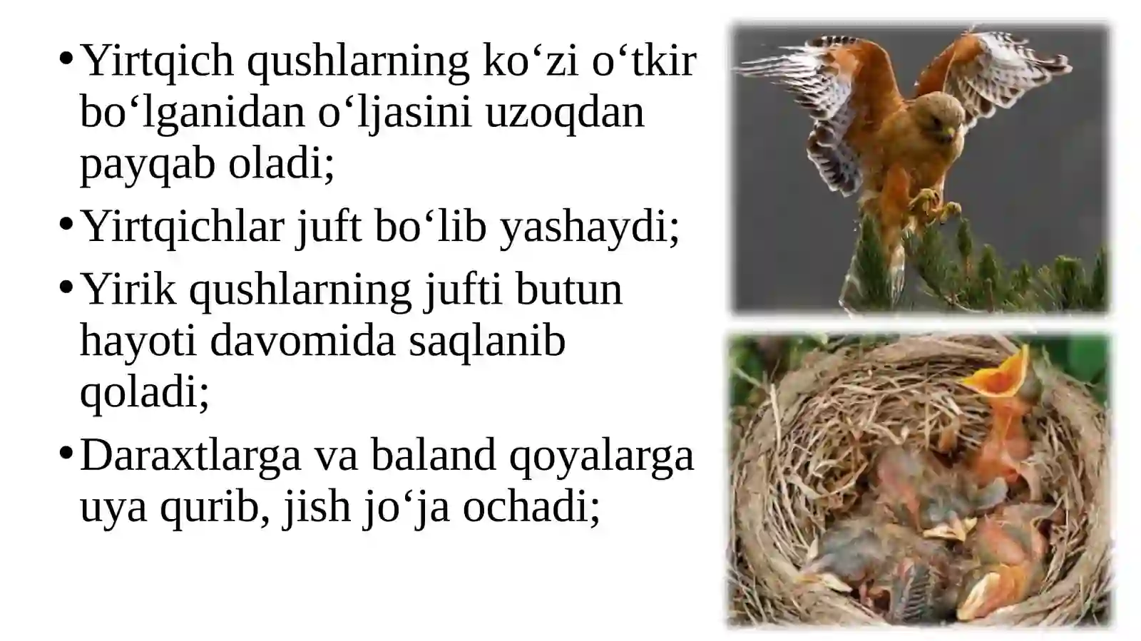Yirtqichqushlar 3