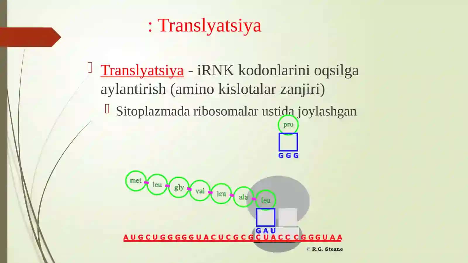 Oqsil biosintezi va uning boshqarilishi 3