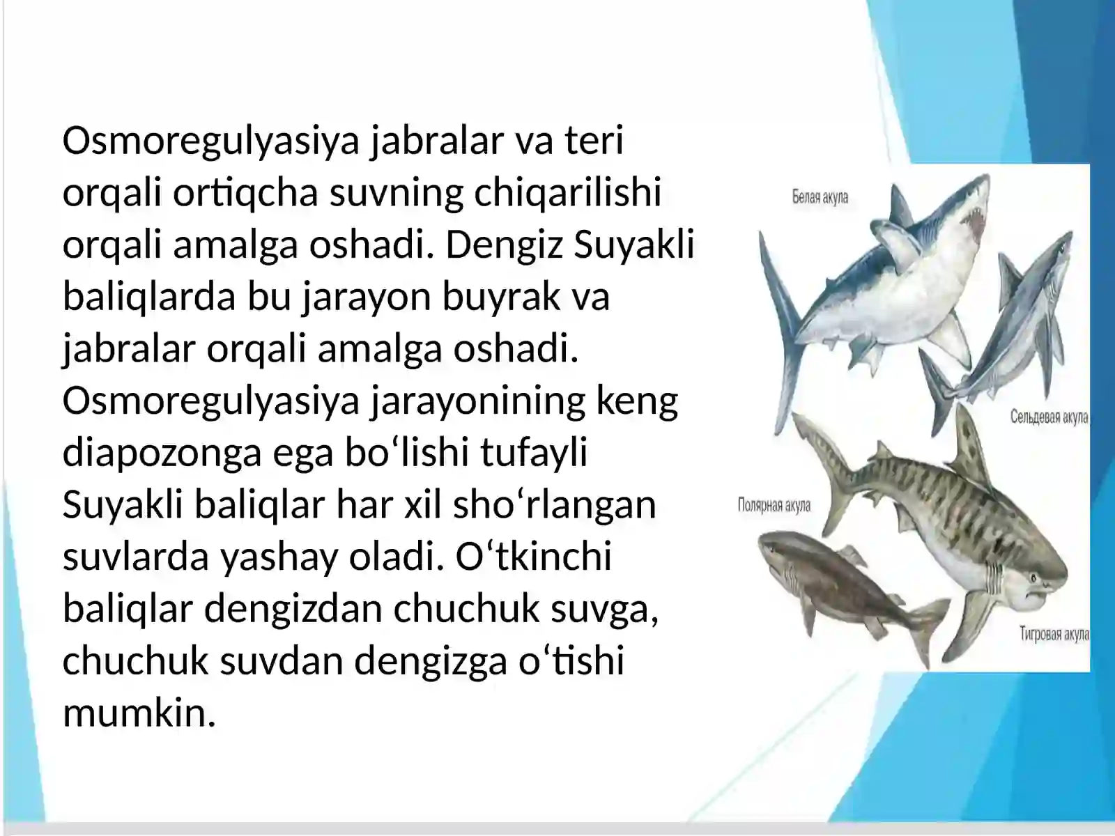 Akulalarningtashqituzilishi 3