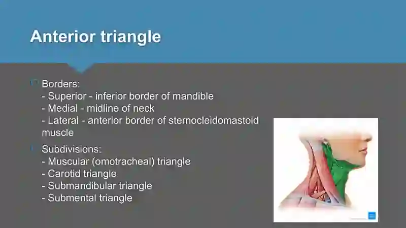 Triangles of neck anatomy 3