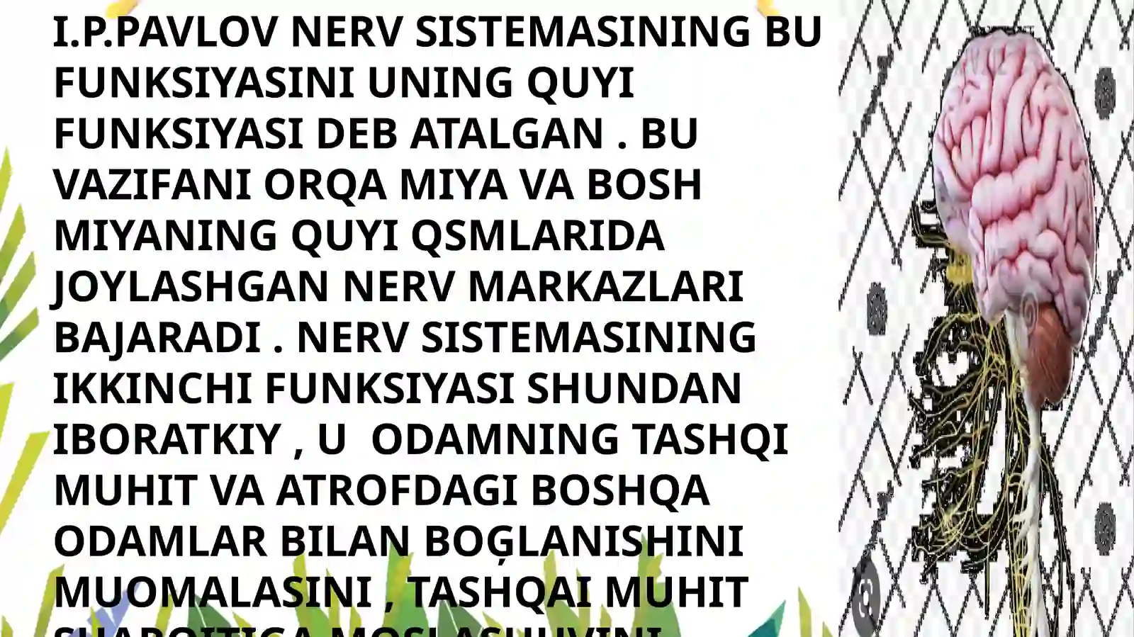 NERV SESTEMASI 3