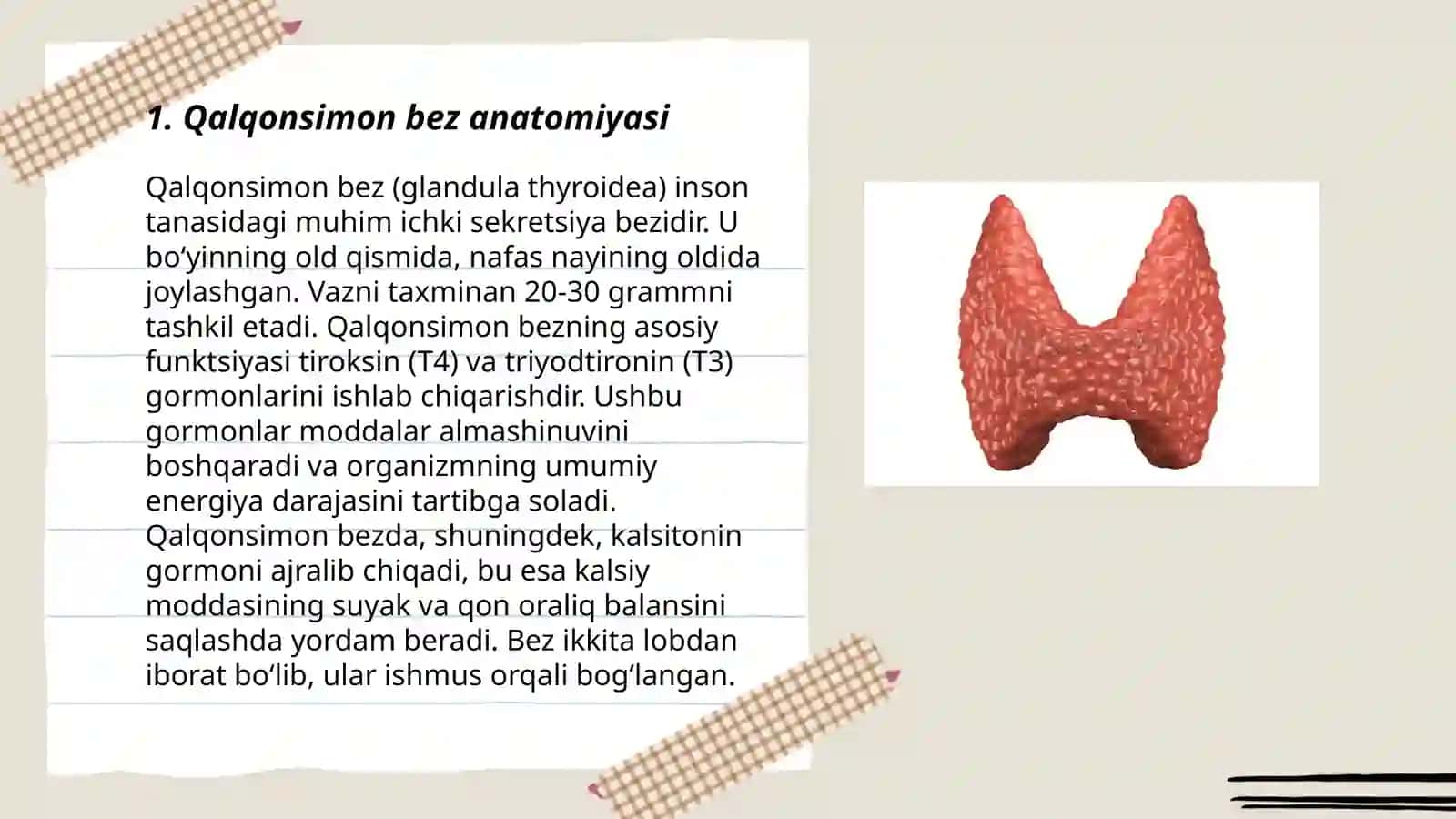 Qalqonsimon bez anatomiyasi 3