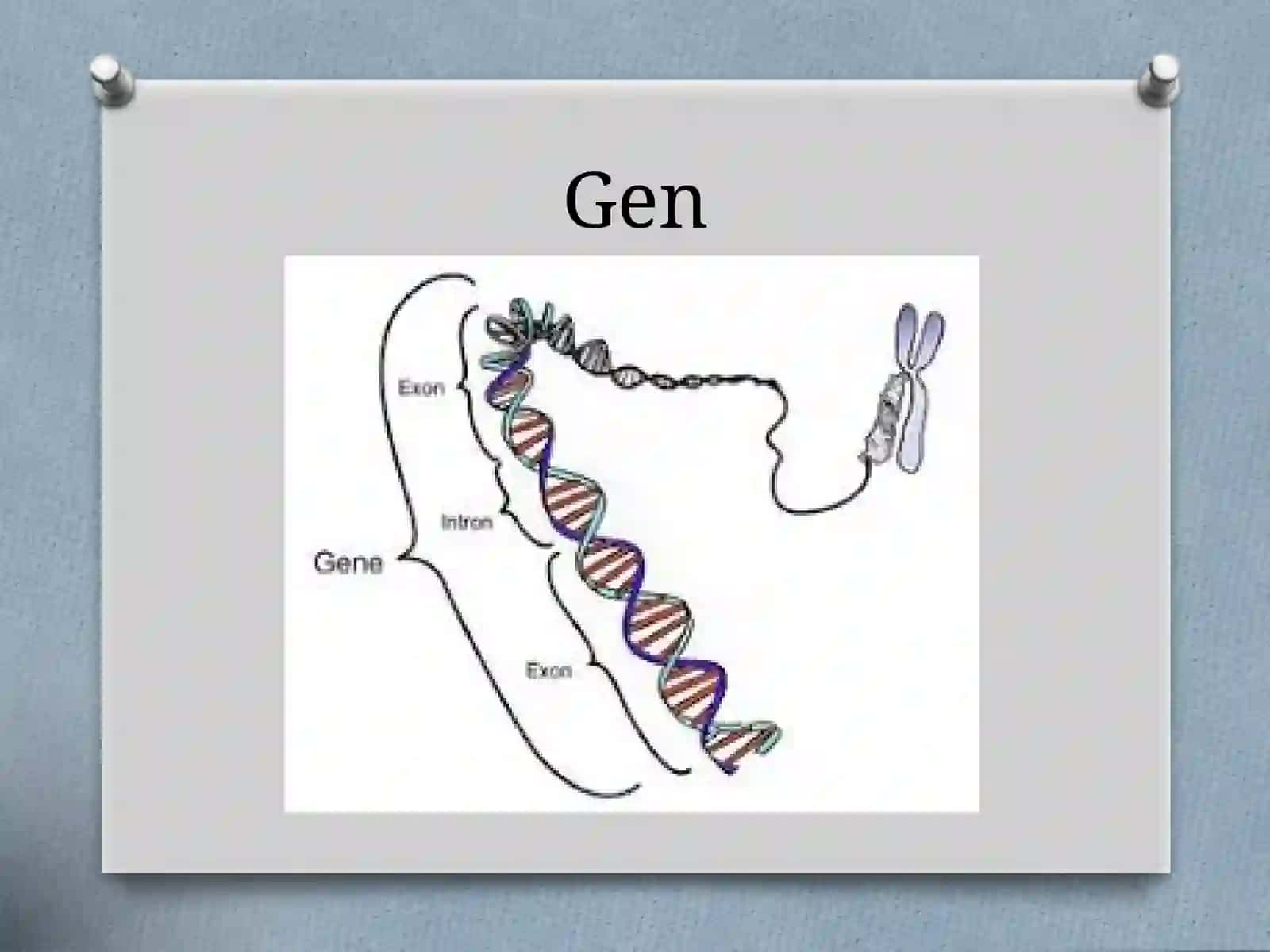 Genetik Mutatsiyalar 3