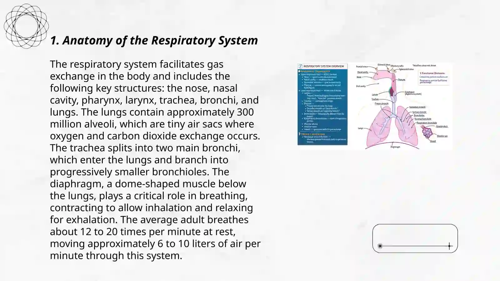 Respiratory system 3