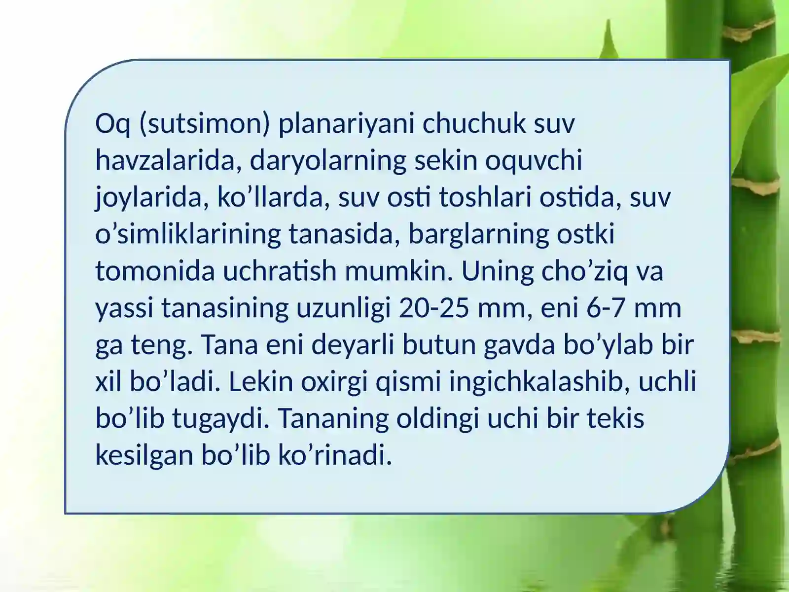 Oqplanariya-Dendrocoelumlacteumningtuzilishivahayotkechirishxususiyatlarinio‘rganish 3