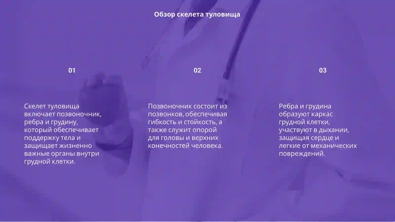 Скелет туловища 3