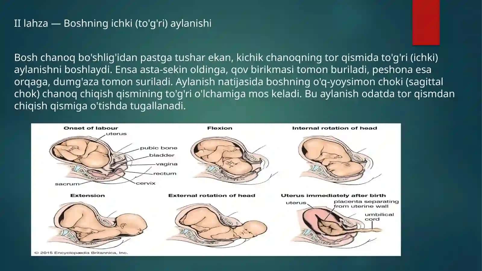 Ensa oldingi va orqa turida tug'ruq biomexanizmi 3