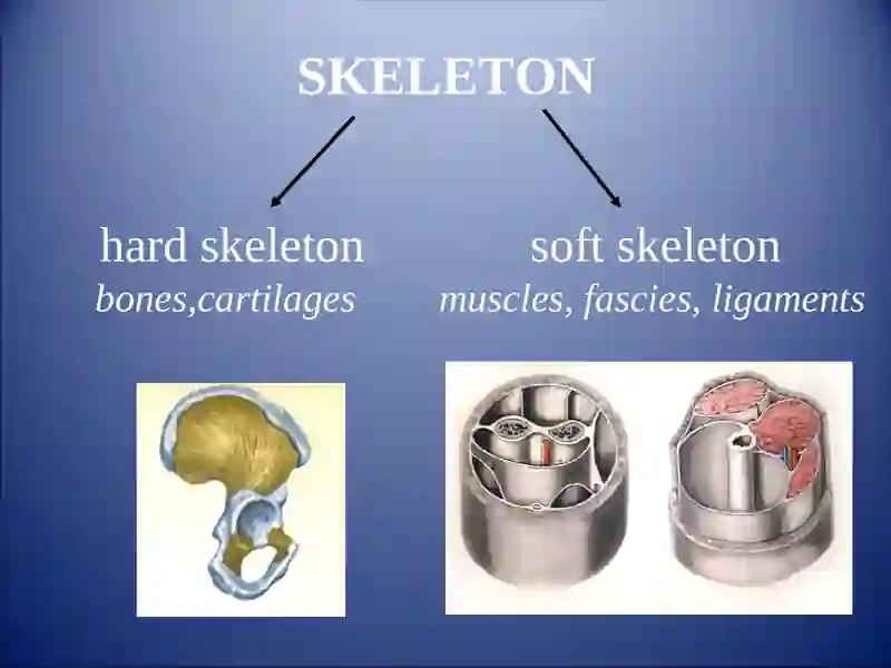 GENERAL   OSTEOLOGY. DEVELOPMENT AND GROWTH OF BONES 3