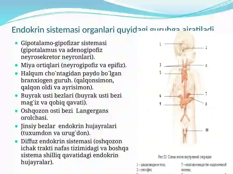 Bolalarda endokrin tizimi anatomo-fiziologik xususiyatlari va kasalliklar semiotikasi 3