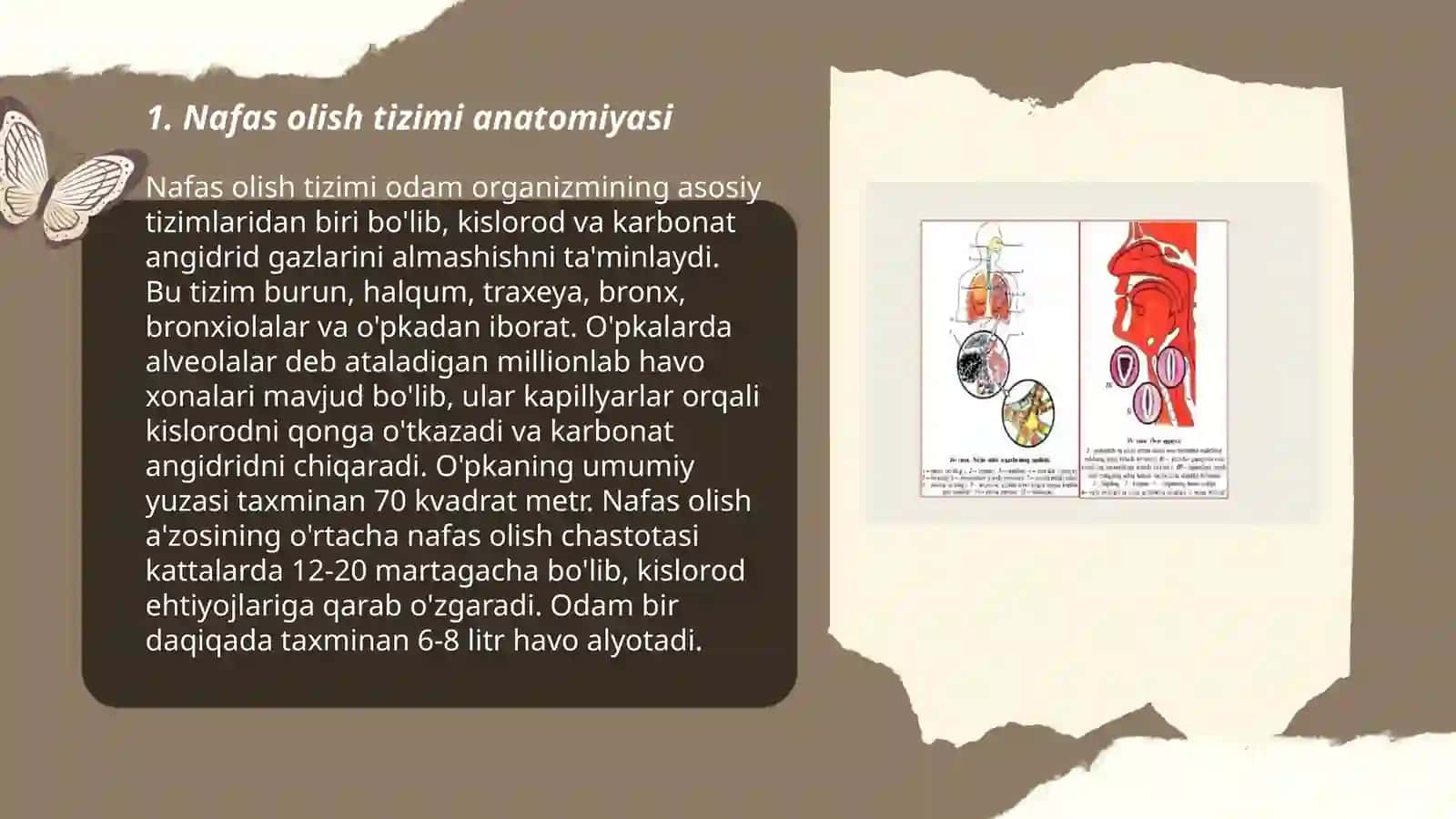 Nafas olish tizimi anatomiyasi 3